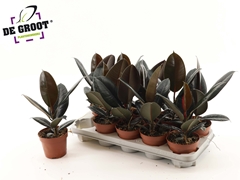 Ficus Abidjan 12Ø 35cm