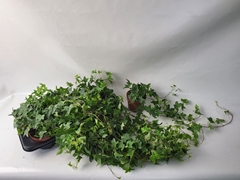 Hedera Helix Mona Lisa 13Ø 45cm