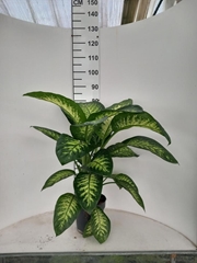 Dieffenbachia Tropic Snow 21Ø 70cm