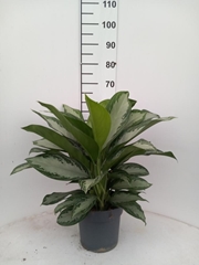 Aglaonema Silver Bay 21Ø 55cm