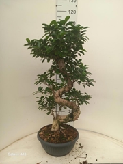 Ficus Microcarpa Ginseng 35Ø 80cm