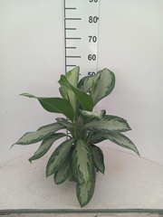 Aglaonema Silver Bay 17Ø 50cm