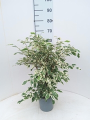 Ficus Benjamina Twilight 17Ø 65cm