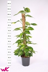 Epipremnum Moss Stick 21Ø 110cm