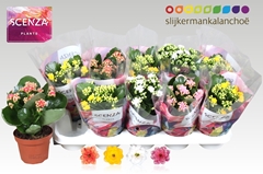 Kalanchoe Double Mix 12Ø 21cm