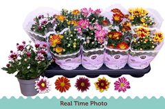 Chrysanth Mix Flower 12Ø 25cm