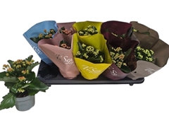 Kalanchoe Double Mix 10Ø 24cm