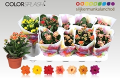 Kalanchoe Double Mix 10Ø 20cm
