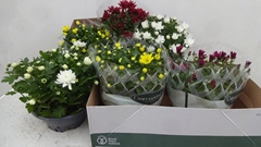 Chrysanth Mix 6 Mix 23Ø 27cm
