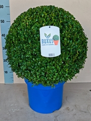 Buxus Sempervirens 30Ø 60cm