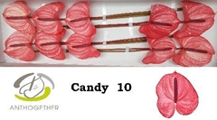 Anthurium Candy 15cm Hd