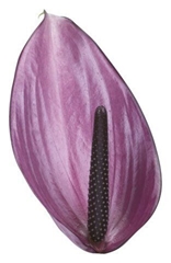 Anthurium Previa 11cm Hd