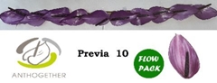 Anthurium Previa 7cm Hd