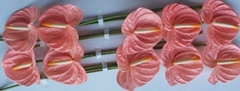 Anthurium Farao 15cm Hd