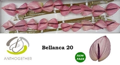 Anthurium Bellanca 9cm Hd