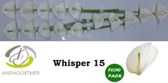 Anthurium Whisper 7cm Hd
