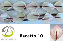 Anthurium Facetto 15cm Hd