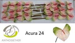 Anthurium Acura 11cm Hd