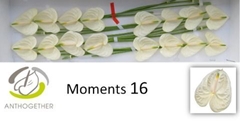 Anthurium Moments 11cm Hd
