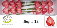 Anthurium Singita 13cm Hd