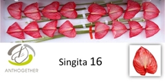 Anthurium Singita 11cm Hd
