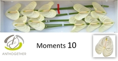 Anthurium Moments 15cm Hd