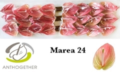 Anthurium Marea 11cm Hd