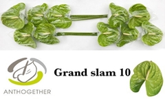 Anthurium Grand Slam 15cm Hd