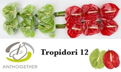 Anthurium Tropidori Mix 13cm Hd