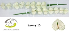 Anthurium Snowy 7cm Hd