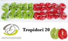 Anthurium Tropidori Mix 9cm Hd