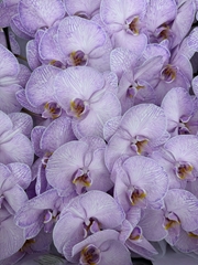 Phalaenopsis Painted Violet 80cm 10+