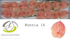 Anthurium Nunzia 11cm Hd