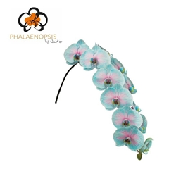Phalaenopsis Painted Bubblegum 80cm 10+