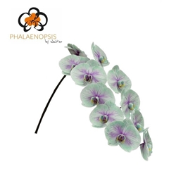 Phalaenopsis Painted Ibiza 80cm 10+