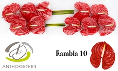 Anthurium Rambla 15cm Hd