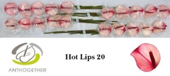 Anthurium Princess Amalia Hot Lips 9cm Hd