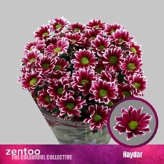 Chrysanth Spray Haydar 70cm 80gr.
