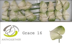 Anthurium Grace 11cm Hd