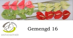 Anthurium Mix 4 Colours 11cm Hd
