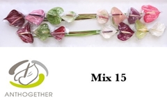 Anthurium Mix 4 Colours 7cm Hd