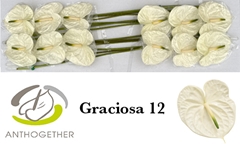 Anthurium Graciosa 13cm Hd