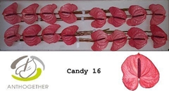 Anthurium Candy 11cm Hd