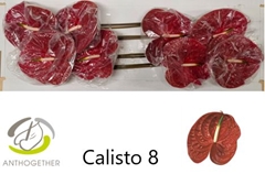 Anthurium Calisto 18cm Hd
