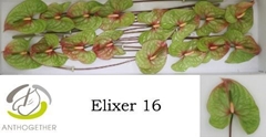 Anthurium Elixer 11cm Hd