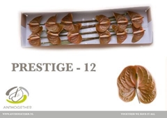 Anthurium Prestige 13cm Hd