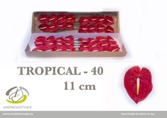 Anthurium Tropical 11cm Hd