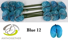 Anthurium Painted Blue 13cm Hd
