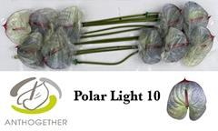 Anthurium Painted Polar Light 15cm Hd