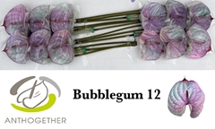 Anthurium Painted Bubblegum 13cm Hd